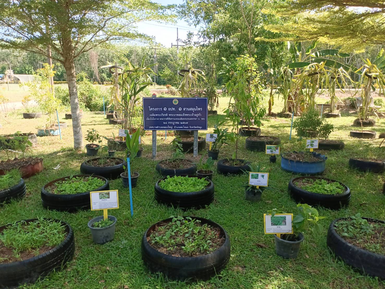 เทศบาลตำบลคลองใหญ่ขอเชิญชวนร่วมโครงการ 1 อปท. 1 สวนสมุนไพร เฉลิมพระเกียรติ พระบาทสมเด็จพระเจ้าอยู่หัว เนื่องในโอกาส พระราชพิธีมหามงคลเฉลิมพระชนมพรรษา 6 รอบ 28 กรกฎาคม 2567 ณ เทศบาลตำบลคลองใหญ่ อำเภอตะโหมด จังหวัดพัทลุง